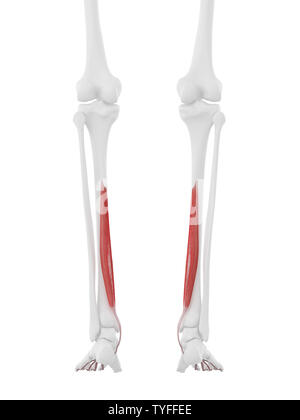 3D-gerenderte Medizinisch genaue Abbildung der Flexor Digitorum Longus Stockfoto