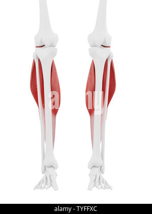 3D-gerenderte Medizinisch genaue Abbildung der Gastrocnemius Stockfoto