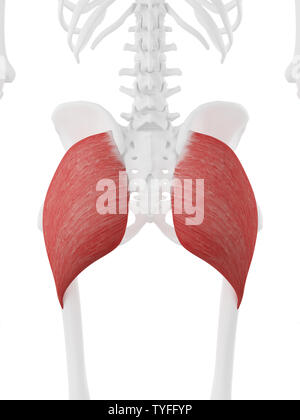 3D-gerenderte Medizinisch genaue Abbildung der Gluteus Maximus Stockfoto