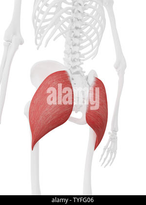 3D-gerenderte Medizinisch genaue Abbildung der Gluteus Maximus Stockfoto