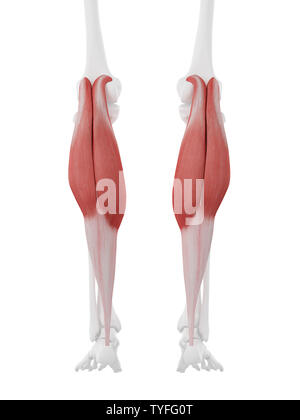 3D-gerenderte Medizinisch genaue Abbildung der Gastrocnemius Stockfoto
