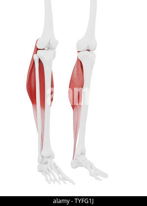 3D-gerenderte Medizinisch genaue Abbildung der Gastrocnemius Stockfoto