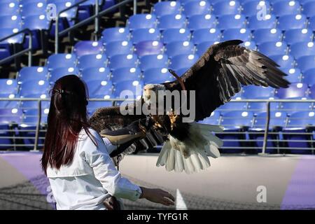 Challenger, ein Weißkopfseeadler, fliegt zu Julia Cecere, der American Eagle Foundation, während der "Salute to Service" vor - Spielzeremonie Generalprobe für die Ravens vs Spiel der Steelers bei M&T Bank Stadium in Baltimore, Md., Nov. 6, 2016. 33 Joint Task Force - National Capital Region (JTF-NCR) Mitglieder ihre Zweigstelle in den Ravens vs Steelers Spiel dargestellt. JTF-NCR ist ein gemeinsamer Dienst mit der Koordinierung aller militärischen zeremoniellen Unterstützung für die 58 Präsidentschafts-einweihung aufgeladen. Stockfoto