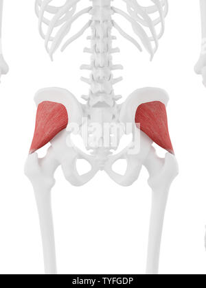 3D-gerenderte Medizinisch genaue Abbildung der Gluteus Minimus Stockfoto