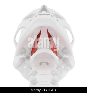 3D-gerenderte medizinisch genauen Abbildung des Hyoglossus Stockfoto