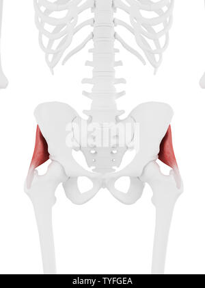 3D-gerenderte Medizinisch genaue Abbildung der Gluteus Minimus Stockfoto