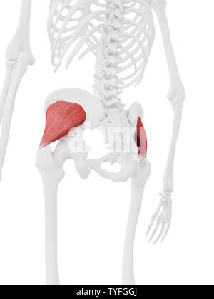 3D-gerenderte Medizinisch genaue Abbildung der Gluteus Minimus Stockfoto