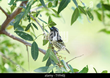 Spot - flankiert Barbet (Tricholaema lacrymosa), auch als die Gefleckte - flankiert Barbet bekannt Stockfoto