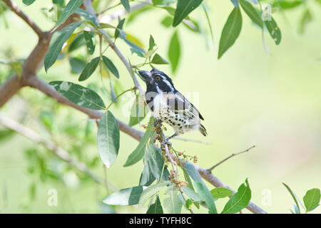 Spot - flankiert Barbet (Tricholaema lacrymosa), auch als die Gefleckte - flankiert Barbet bekannt Stockfoto