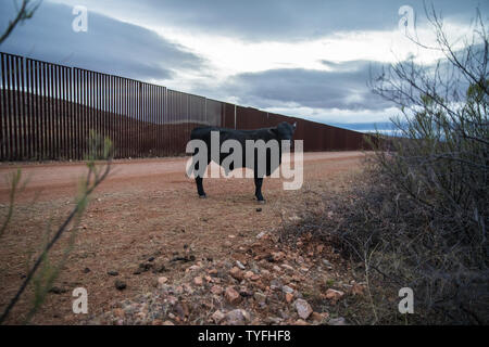 Eine Kuh steht in der Mitte der Straße in Naco, Arizona in der Nähe von den Grenzzaun, den die USA und Mexiko teilt am 14. Februar 2019. Foto von Ariana Drehsler/UPI Stockfoto