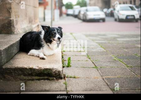 Alte Hund liegend auf dem Haus Treppen. Schwarze und Weiße Border Collie warten auf der Straße vor dem Haus. Stockfoto