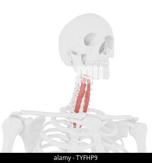 3D-gerenderte Medizinisch genaue Abbildung der Longus Colli Stockfoto