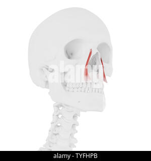 3D-gerenderte Medizinisch genaue Abbildung der levator labii superioris alaeque nasi Stockfoto