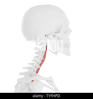 3D-gerenderte Medizinisch genaue Abbildung der Longus Colli Stockfoto