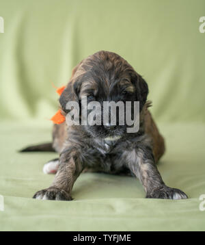 Adorable newborn Golden doodle Welpen auf einem lindgrünen Hintergrund. Stockfoto