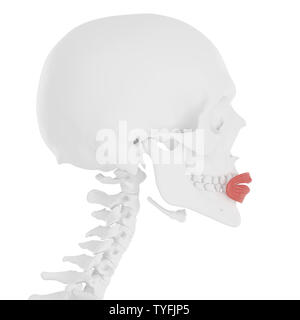 3D-gerenderte Medizinisch genaue Abbildung der Orbicularis Oris Stockfoto