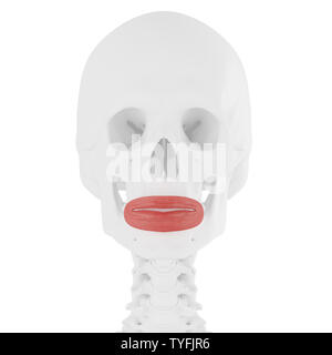3D-gerenderte Medizinisch genaue Abbildung der Orbicularis Oris Stockfoto