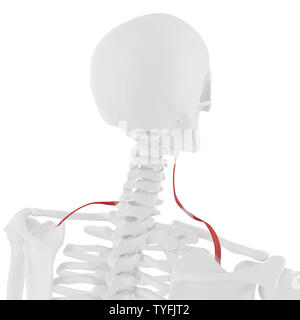 3D-gerenderte medizinisch genauen Abbildung des Omohyoid Stockfoto