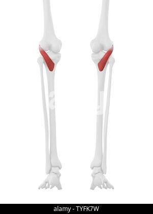 3D-gerenderte medizinisch genauen Abbildung des Popliteus Stockfoto