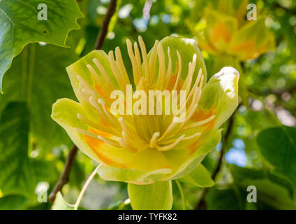 Blume von Tulpenbaum (Liriodendron tulipifera), Bayern, Deutschland, Europa Stockfoto