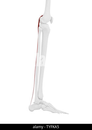 3D-gerenderte Medizinisch genaue Abbildung der Plantaris Stockfoto