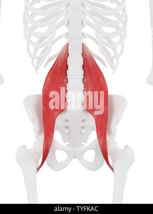 3D-gerenderte Medizinisch genaue Abbildung der Psoas Major Stockfoto