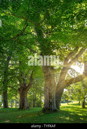 Großblättrige Linde (Tilia platyphyllos) im Park von Hoehenried, Bayern, Deutschland, Europa Stockfoto