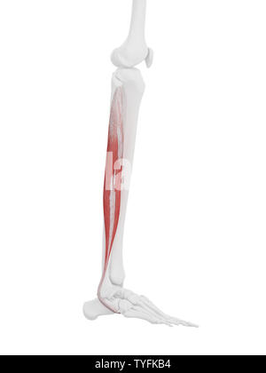 3D-gerenderte medizinisch genauen Abbildung des Peroneus Longus Stockfoto