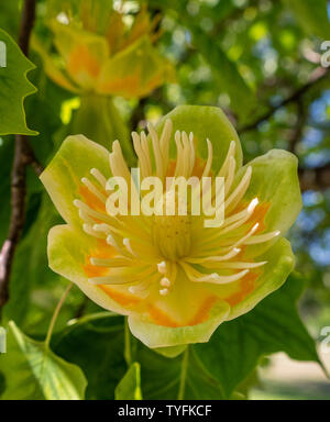Blume von Tulpenbaum (Liriodendron tulipifera), Bayern, Deutschland, Europa Stockfoto