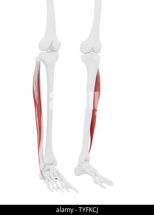 3D-gerenderte medizinisch genauen Abbildung des Peroneus Longus Stockfoto