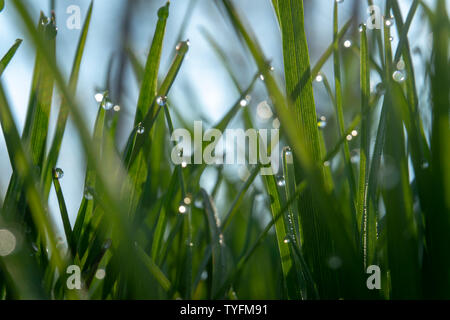 Morgentau auf Gras, Blätter, Wassertropfen, Bokeh Stockfoto