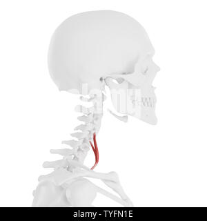 3D-gerenderte medizinisch genauen Abbildung des Scalene Anterior Stockfoto