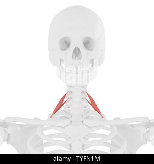 3D-gerenderte medizinisch genauen Abbildung des Scalene Anterior Stockfoto