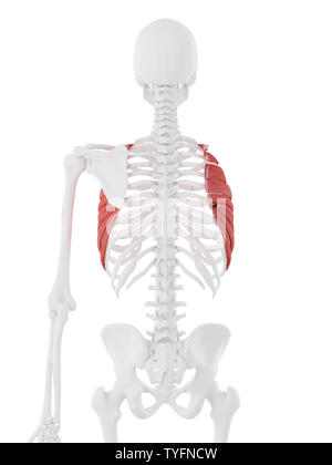 3D-gerenderte Medizinisch genaue Abbildung der Serratus Anterior Stockfoto