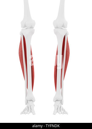3D-gerenderte Medizinisch genaue Abbildung der Soleus Stockfoto