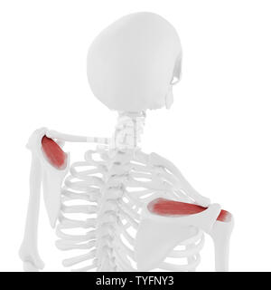 3D-gerenderte medizinisch genauen Abbildung des Supraspinatus Stockfoto