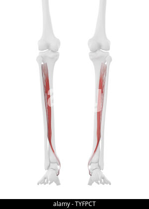 3D-gerenderte medizinisch genauen Abbildung des Tibialis posterior Stockfoto