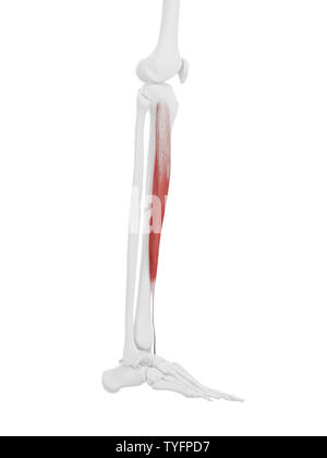 3D-gerenderte medizinisch genauen Abbildung des Tibialis Anterior Stockfoto