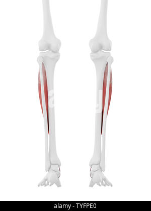 3D-gerenderte medizinisch genauen Abbildung des Tibialis Anterior Stockfoto