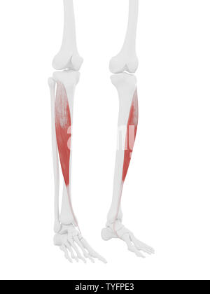 3D-gerenderte medizinisch genauen Abbildung des Tibialis Anterior Stockfoto