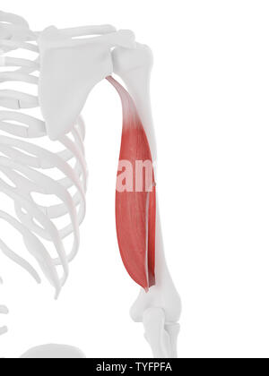 3D-gerenderte medizinisch genauen Abbildung des Triceps lange Kopf Stockfoto