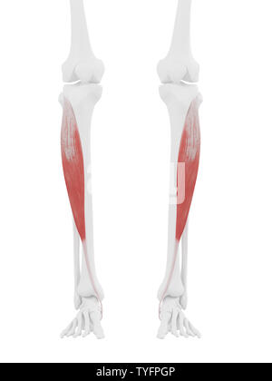 3D-gerenderte medizinisch genauen Abbildung des Tibialis Anterior Stockfoto