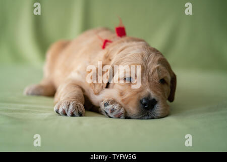 Adorable newborn Golden doodle Welpen auf einem lindgrünen Hintergrund. Stockfoto