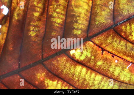 Fibre Motiv der teak Baum Blätter. Stockfoto