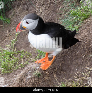 Papageitaucher an Fowlesheugh Stockfoto