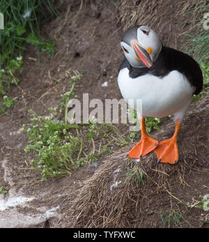 Papageitaucher an Fowlesheugh Stockfoto