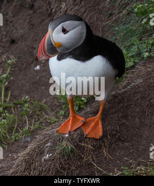 Papageitaucher an Fowlesheugh Stockfoto