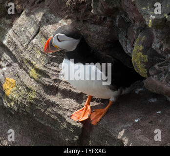 Papageitaucher an Fowlesheugh Stockfoto