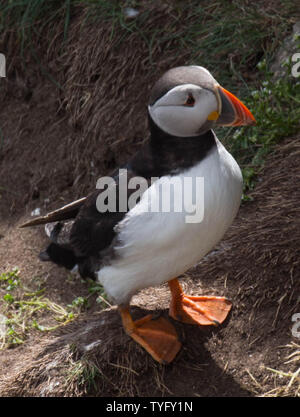 Papageitaucher an Fowlesheugh Stockfoto