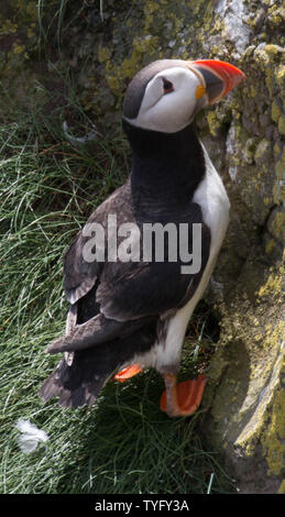 Papageitaucher an Fowlesheugh Stockfoto